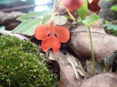 Habenaria rhodocheila, photographed by luluchouette