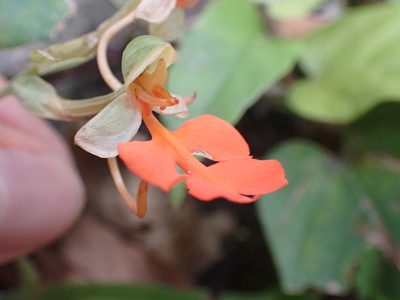 Habenaria rhodocheila, photographed by luluchouette
