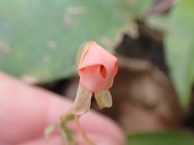 Habenaria rhodocheila, photographed by luluchouette