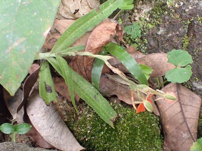 Habenaria rhodocheila, photographed by luluchouette