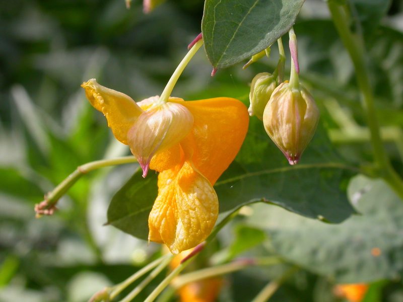 Impatiens ecornuta, photographed by Matt Lavin