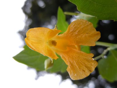 Impatiens ecornuta, photographed by Matt Lavin