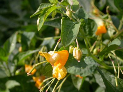 Impatiens ecornuta, photographed by Matt Lavin