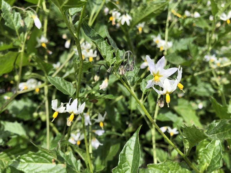 Solanum furcatum, photographed by Jeff Harter