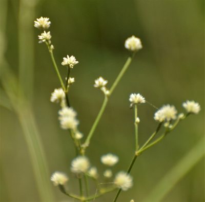 Pfaffia tuberosa, photographed by Andrea Gantzer