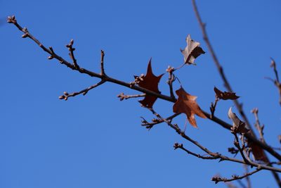 Quercus ilicifolia, photographed by Bonnie Semmling