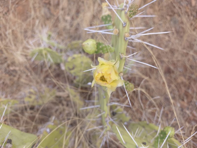 Opuntia caracassana, photographed by Jorge I. Merchán Mayorga