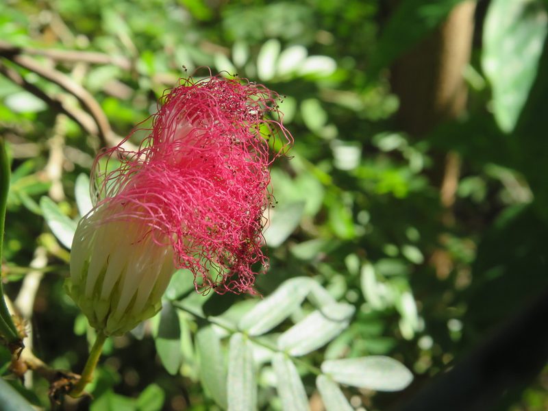 Calliandra surinamensis, photographed by Светлана Царахова