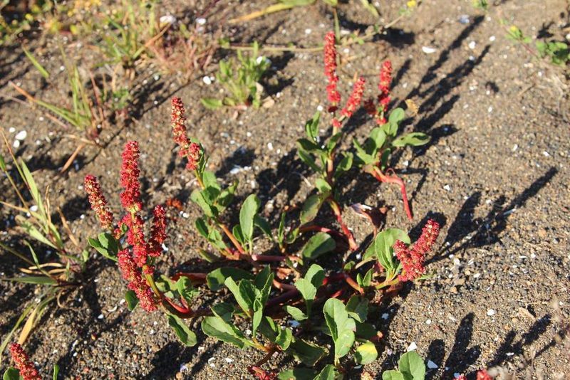 Rumex maricola, photographed by Cesar Ormazabal