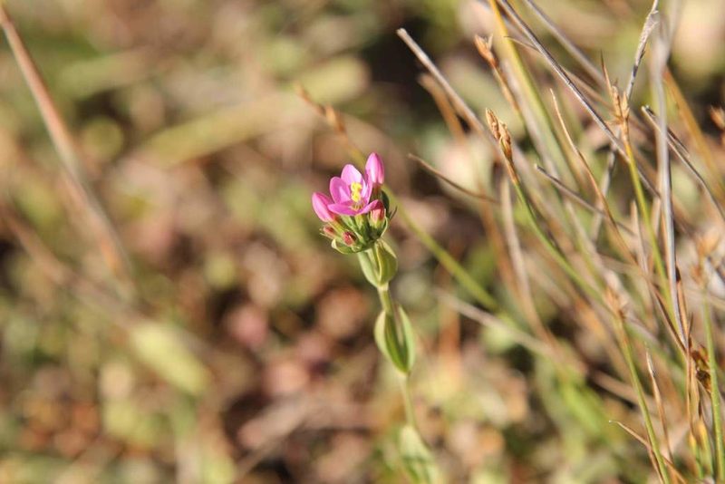 Centaurium cachanlahuen, photographed by Cesar Ormazabal