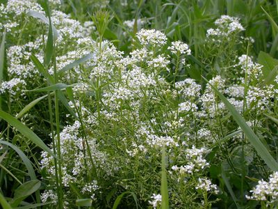 Lepidium chalepense, photographed by Matt Lavin
