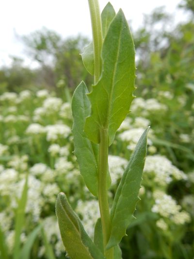 Lepidium chalepense, photographed by Matt Lavin