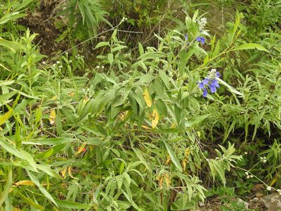 Salvia retinervia, photographed by Naturalist Tours