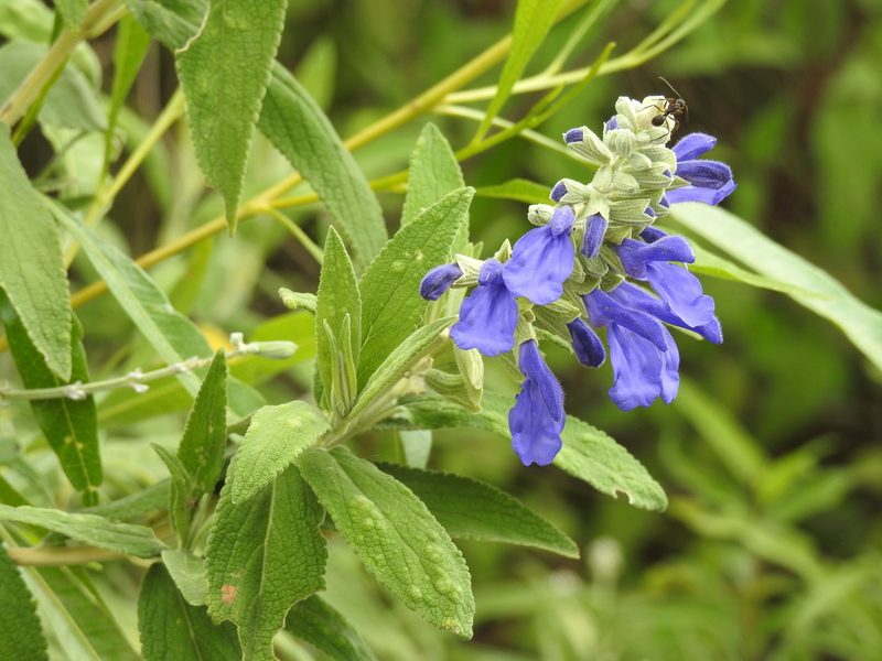 Salvia retinervia, photographed by Naturalist Tours