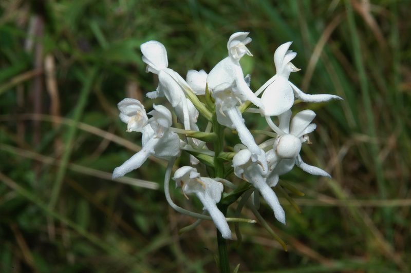 Platanthera integrilabia, photographed by Brian Finzel