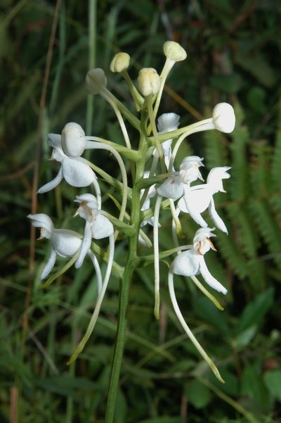 Platanthera integrilabia, photographed by Brian Finzel