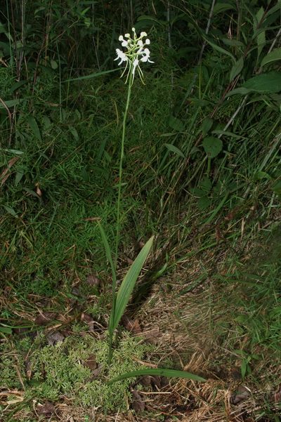 Platanthera integrilabia, photographed by Brian Finzel
