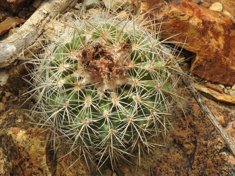 Parodia prestoensis, photographed by Naturalist Tours