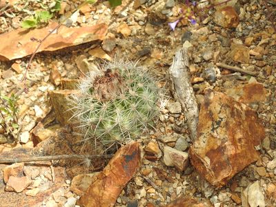 Parodia prestoensis, photographed by Naturalist Tours