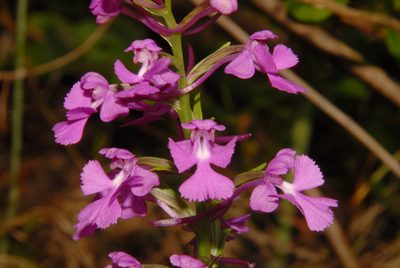 Platanthera peramoena, photographed by Brian Finzel