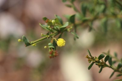 Acacia acinacea, photographed by Dylan Wishart