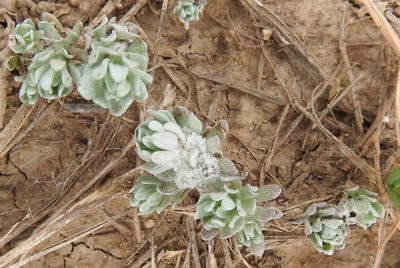 Diaperia prolifera, photographed by saltyhiker