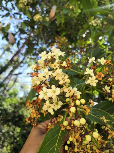 Nectandra hihua, photographed by Ana Nuño