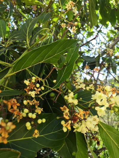 Nectandra hihua, photographed by Ana Nuño