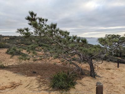 Pinus torreyana, photographed by Aaron Kreisberg