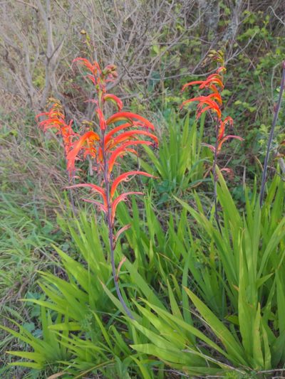 Chasmanthe bicolor, photographed by Heibudas