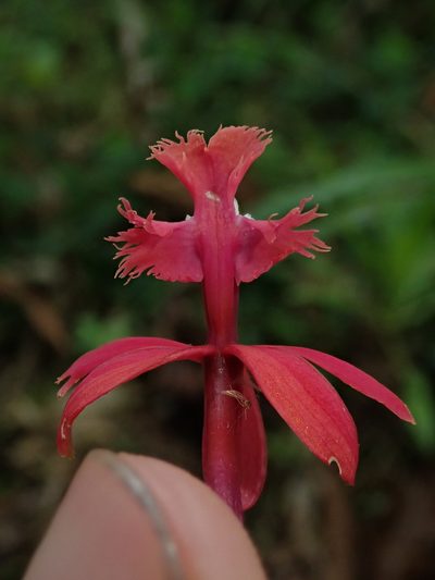 Epidendrum tulcanense, photographed by Nolan Exe