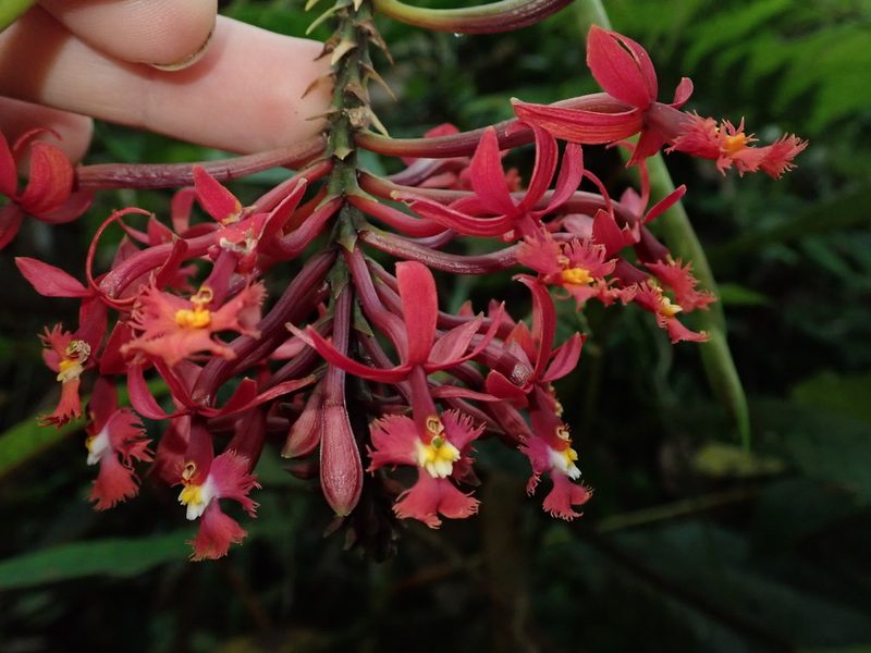 Epidendrum tulcanense, photographed by Nolan Exe