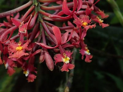 Epidendrum tulcanense, photographed by Nolan Exe