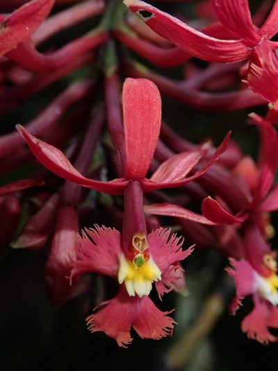 Epidendrum tulcanense, photographed by Nolan Exe