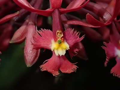 Epidendrum tulcanense, photographed by Nolan Exe