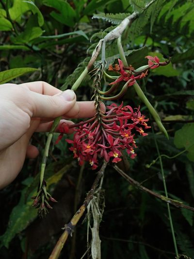 Epidendrum tulcanense, photographed by Nolan Exe
