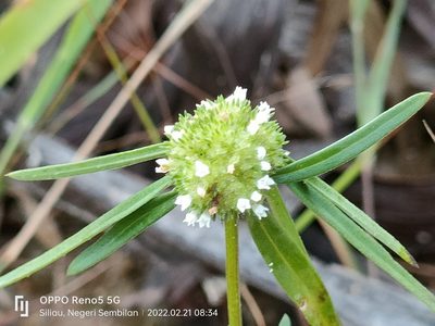 Mitracarpus hirtus, photographed by Ong Jyh Seng