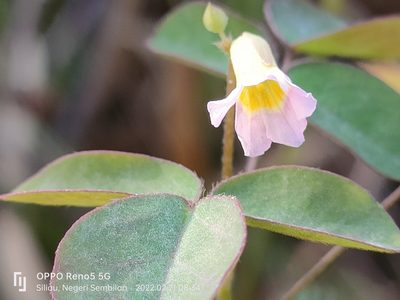 Oxalis barrelieri, photographed by Ong Jyh Seng