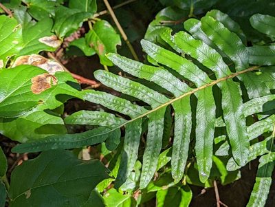 Polypodium scouleri, photographed by Braden J. Judson