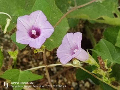 Ipomoea triloba, photographed by Ong Jyh Seng