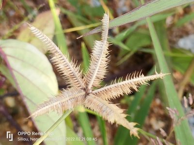 Dactyloctenium aegyptium, photographed by Ong Jyh Seng