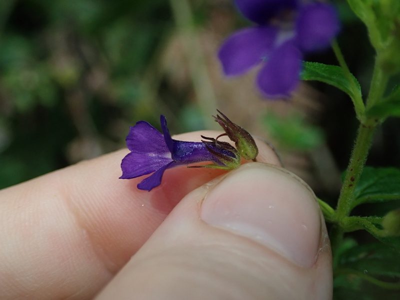 Stemodia suffruticosa, photographed by Nolan Exe