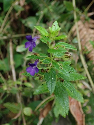 Stemodia suffruticosa, photographed by Nolan Exe