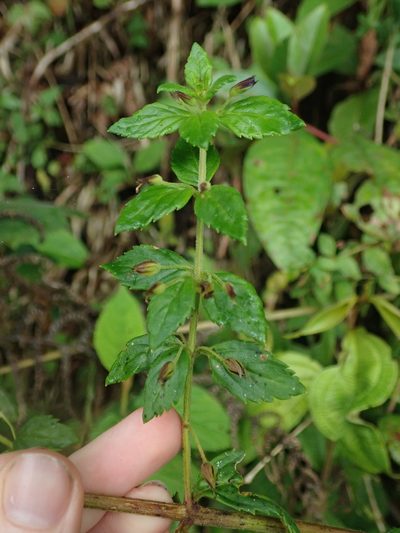 Stemodia suffruticosa, photographed by Nolan Exe