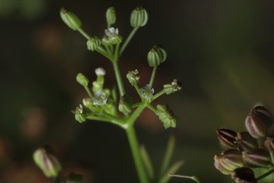 Cyclospermum leptophyllum, photographed by Steven Bodzin
