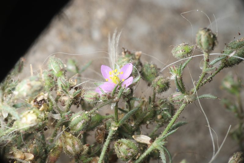 Spergularia villosa, photographed by Steven Bodzin