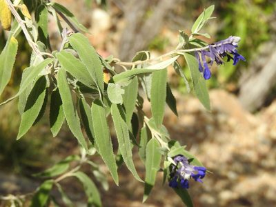 Salvia retinervia, photographed by Naturalist Tours