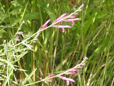 Salvia orbignaei, photographed by Naturalist Tours