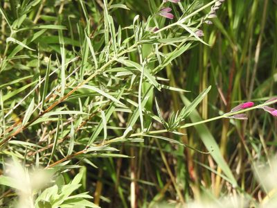 Salvia orbignaei, photographed by Naturalist Tours