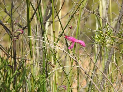 Salvia orbignaei, photographed by Naturalist Tours